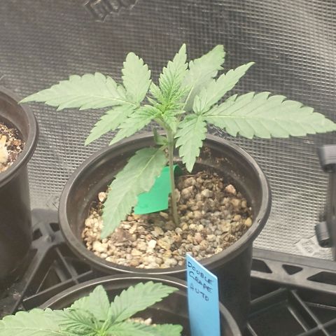 Blimburn Sour Diesel Mother growlog timeline photo