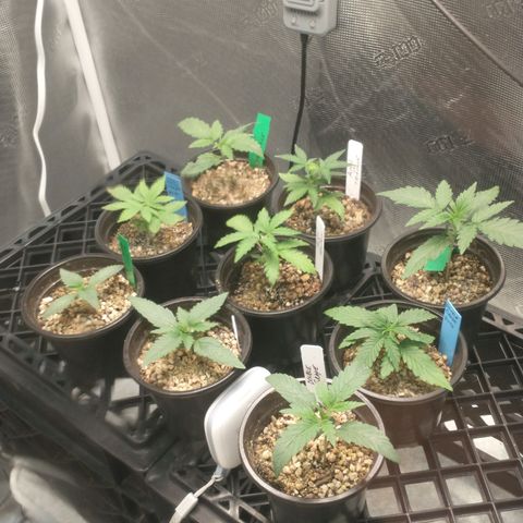 Mephisto assortment  #1 growlog timeline photo