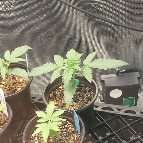 Blimburn Sour Diesel Mother growlog timeline photo