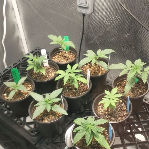 Mephisto assortment  #1 growlog timeline photo