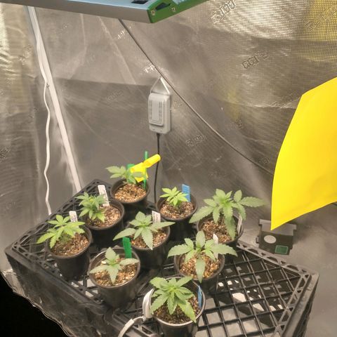 Blimburn Sour Diesel Mother growlog timeline photo