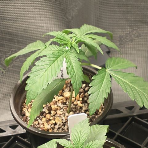 Blimburn Sour Diesel Mother growlog timeline photo