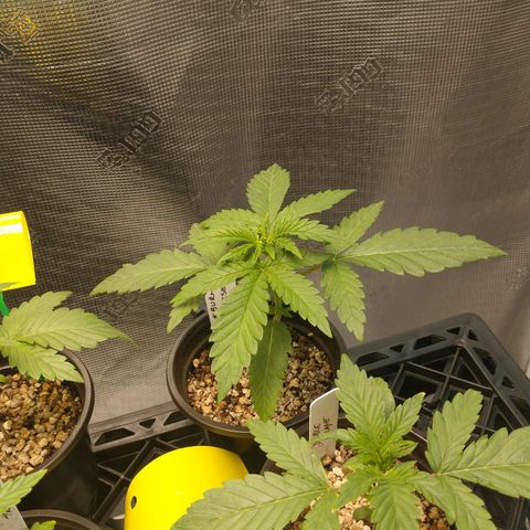 Blimburn Sour Diesel Mother growlog timeline photo