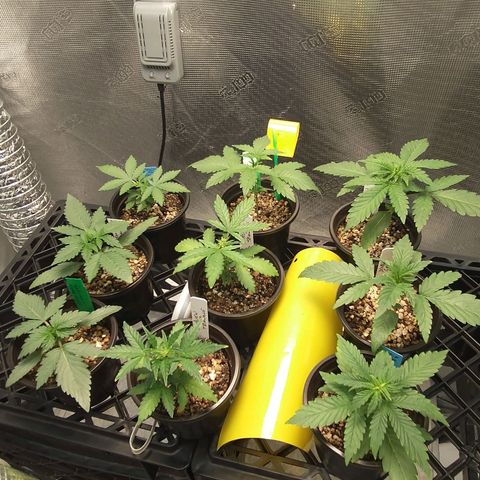 Mephisto assortment  #1 growlog timeline photo
