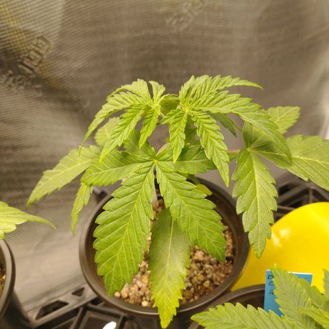 Blimburn Sour Diesel Mother growlog timeline photo