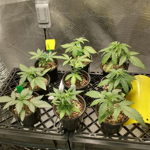 Mephisto assortment  #1 growlog timeline photo