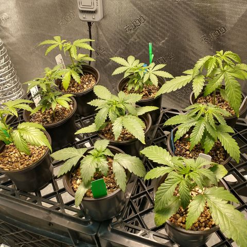 Mephisto assortment  #1 growlog timeline photo