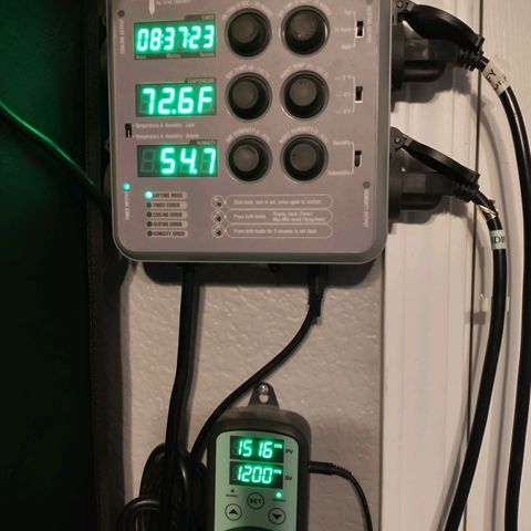 Blimburn Sour Diesel Mother growlog photo: 12:34am