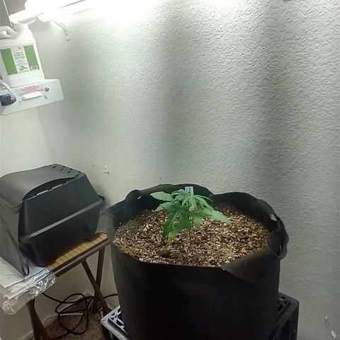 Blimburn Sour Diesel Mother growlog timeline photo