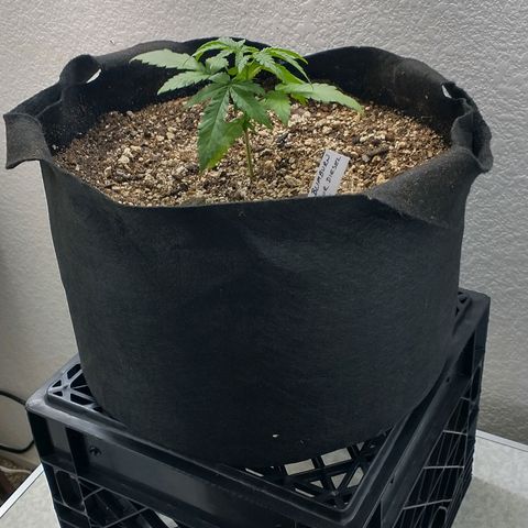 Blimburn Sour Diesel Mother growlog timeline photo