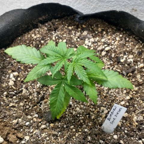 Blimburn Sour Diesel Mother growlog timeline photo