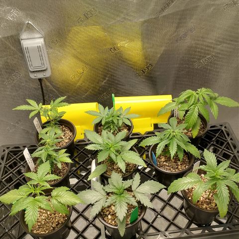 Mephisto assortment  #1 growlog timeline photo