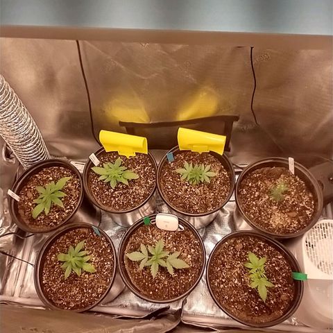 Mephisto assortment  #1 growlog timeline photo