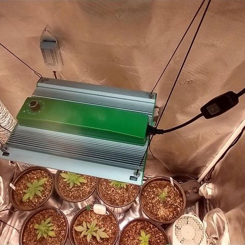 Mephisto assortment  #1 growlog timeline photo