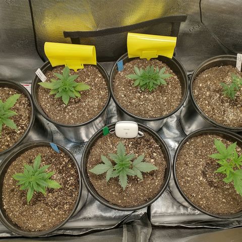 Mephisto assortment  #1 growlog timeline photo