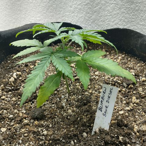 Blimburn Sour Diesel Mother growlog timeline photo