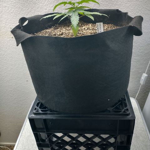 Blimburn Sour Diesel Mother growlog timeline photo