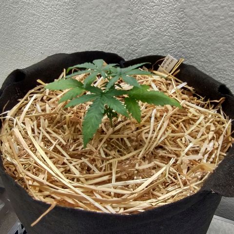 Blimburn Sour Diesel Mother growlog timeline photo
