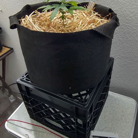 Blimburn Sour Diesel Mother growlog timeline photo
