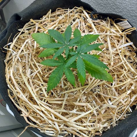 Blimburn Sour Diesel Mother growlog timeline photo