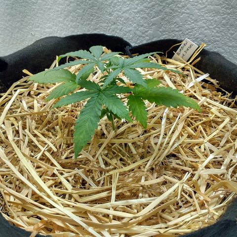 Blimburn Sour Diesel Mother growlog timeline photo