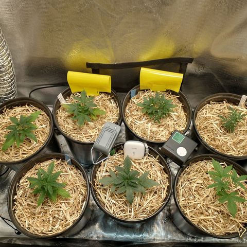 Mephisto assortment  #1 growlog timeline photo