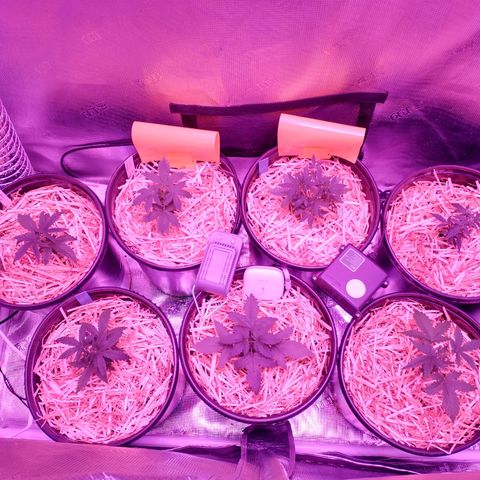 Mephisto assortment  #1 growlog photo: Light change.
