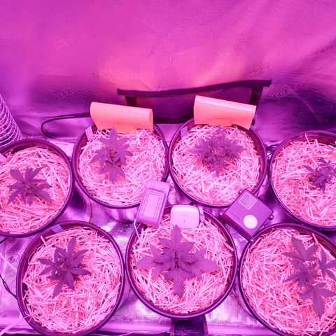Mephisto assortment  #1 growlog photo: Light change.