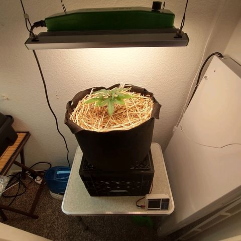 Blimburn Sour Diesel Mother growlog photo: Light change