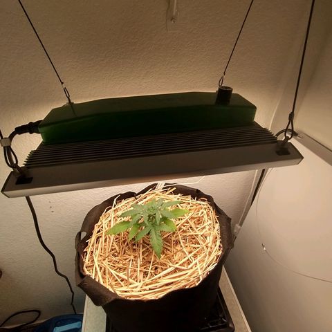 Blimburn Sour Diesel Mother growlog photo: Light change