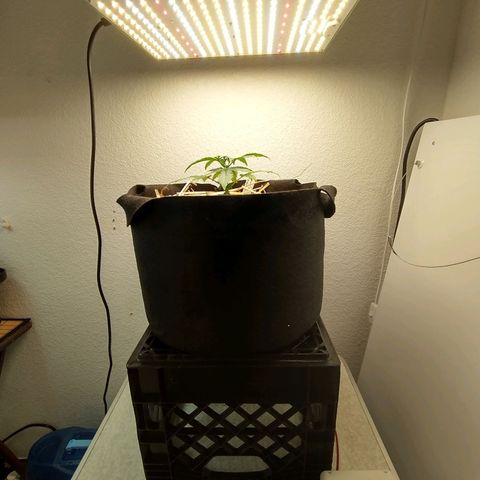 Blimburn Sour Diesel Mother growlog photo: Light change