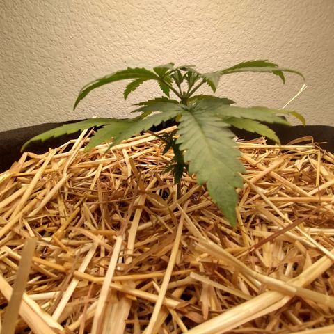 Blimburn Sour Diesel Mother growlog photo: Light change