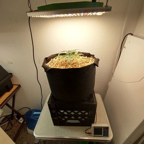 Blimburn Sour Diesel Mother growlog photo: Light change