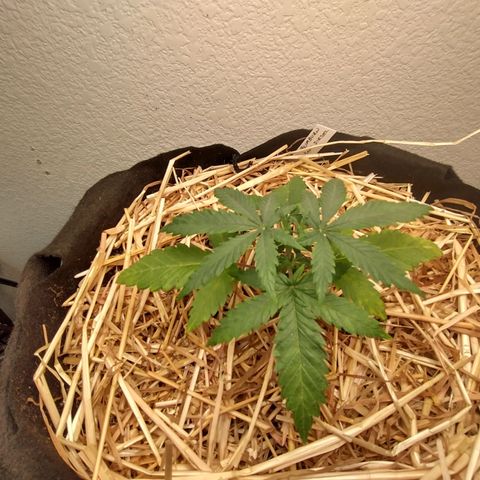 Blimburn Sour Diesel Mother growlog photo: Light change