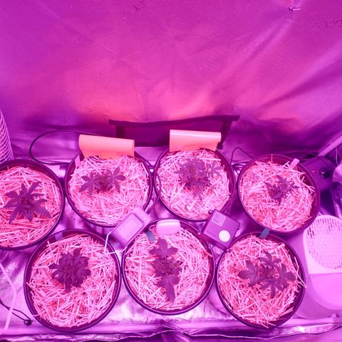 Mephisto assortment  #1 growlog timeline photo