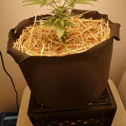Blimburn Sour Diesel Mother growlog timeline photo