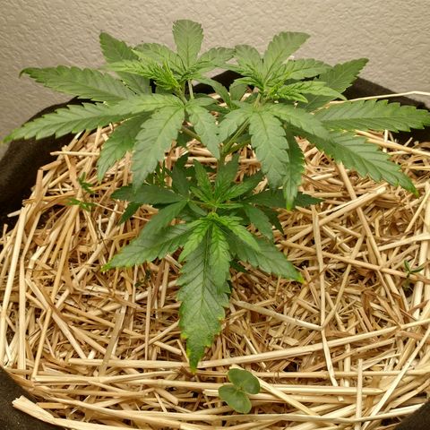 Blimburn Sour Diesel Mother growlog timeline photo