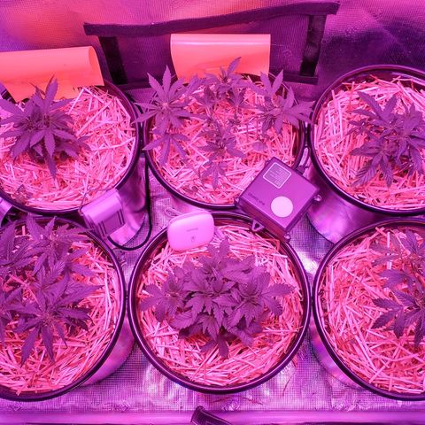 Mephisto assortment  #1 growlog timeline photo