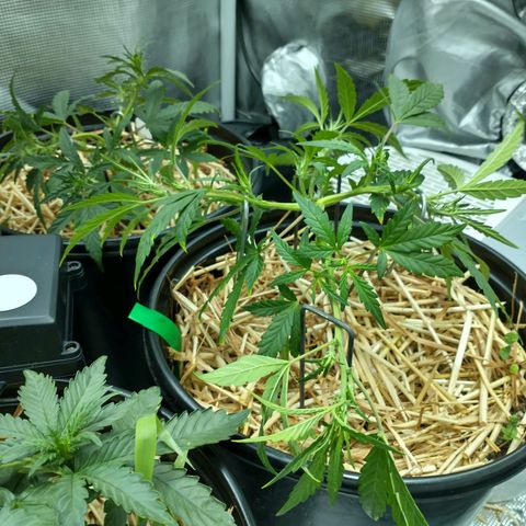 Mephisto assortment  #1 growlog timeline photo