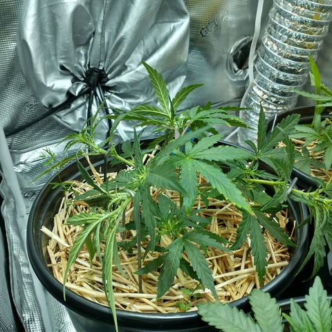 Mephisto assortment  #1 growlog timeline photo