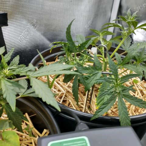 Mephisto assortment  #1 growlog timeline photo