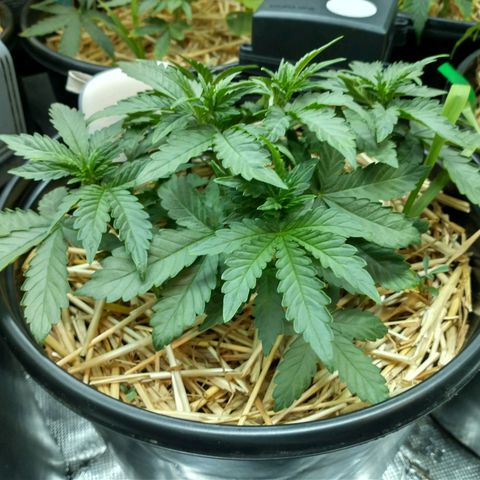 Mephisto assortment  #1 growlog timeline photo