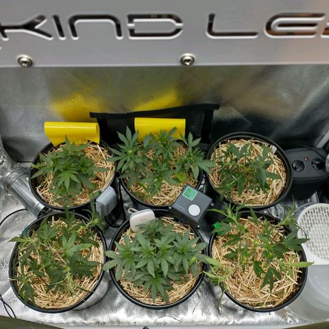 Mephisto assortment  #1 growlog timeline photo