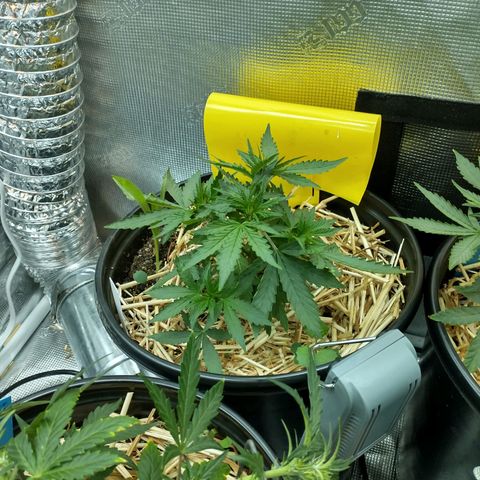 Mephisto assortment  #1 growlog timeline photo