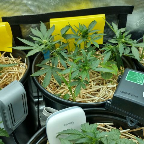Mephisto assortment  #1 growlog timeline photo