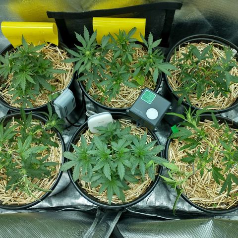 Mephisto assortment  #1 growlog timeline photo