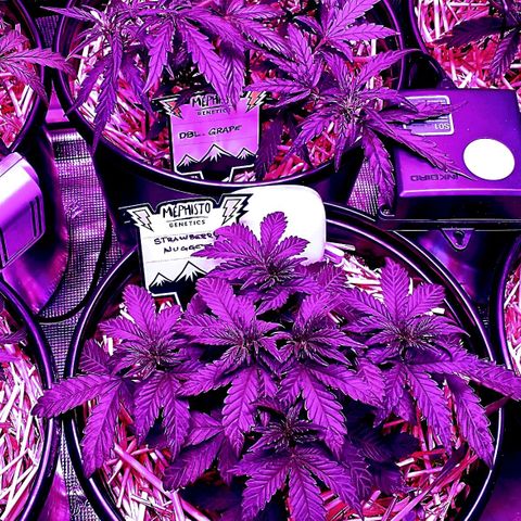 Mephisto assortment  #1 growlog timeline photo