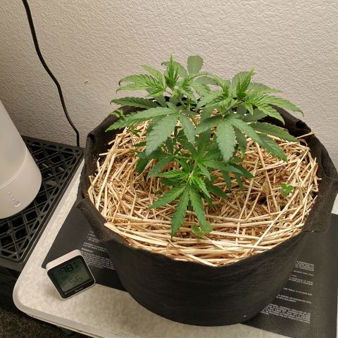 Blimburn Sour Diesel Mother growlog timeline photo
