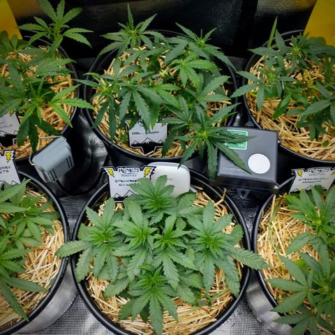Mephisto assortment  #1 growlog timeline photo