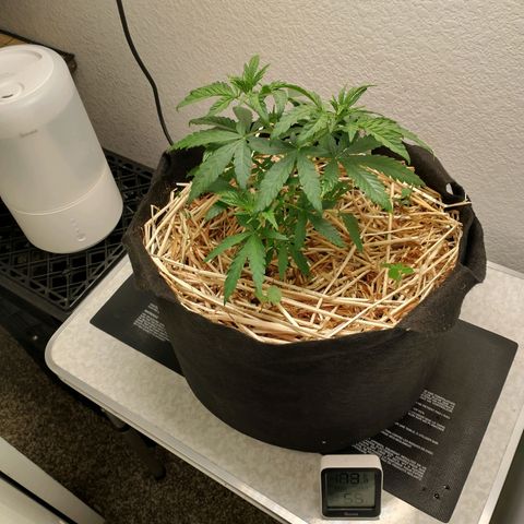 Blimburn Sour Diesel Mother growlog timeline photo